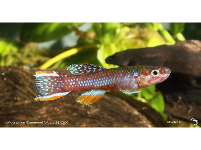 Aphyosemion (Diapteron) fulgens BS 02-02