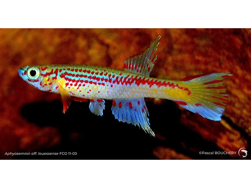 Aphyosemion aff. louessense FCO 11-03