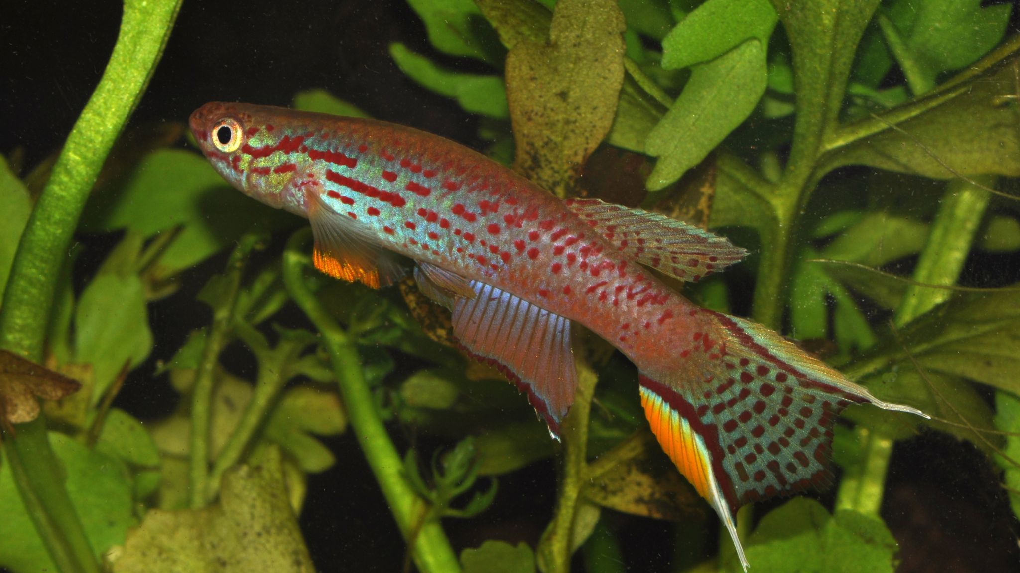 Aphyosemion Australe Cap GOP 2018