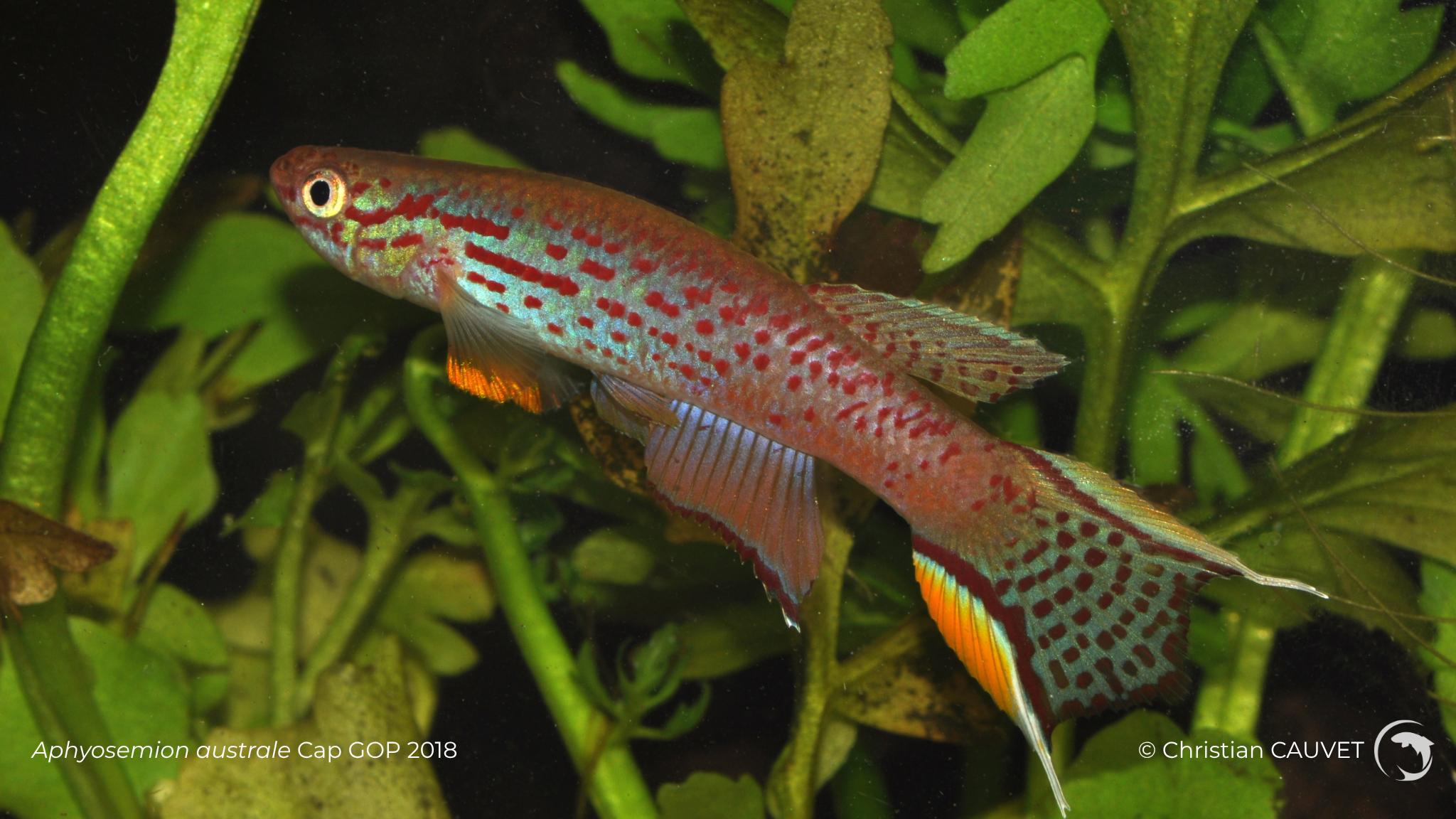 Aphyosemion Australe Cap GOP 2018