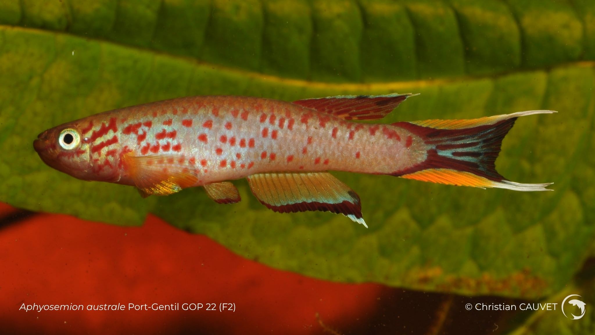 Aphyosemion australe Port-Gentil GOP 22 (F2)