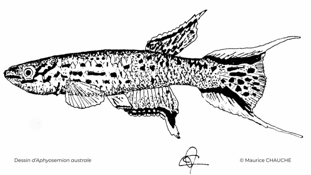 Dessin d'Aphyosemion australe par Maurice Chauche