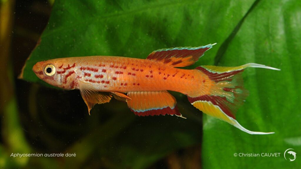 Aphyosemion australe doré