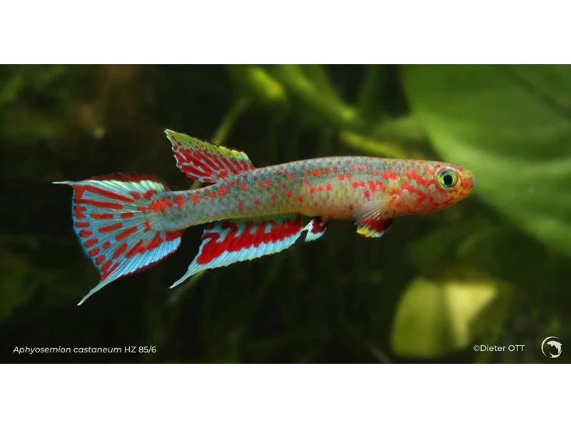 Aphyosemion castaneum HZ 85_6