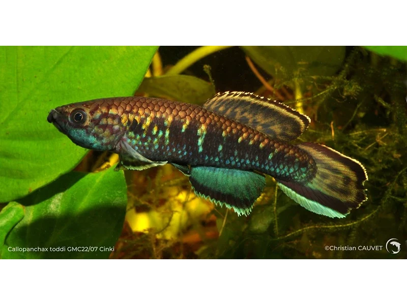 Callopanchax toddi Cinki GMC2207