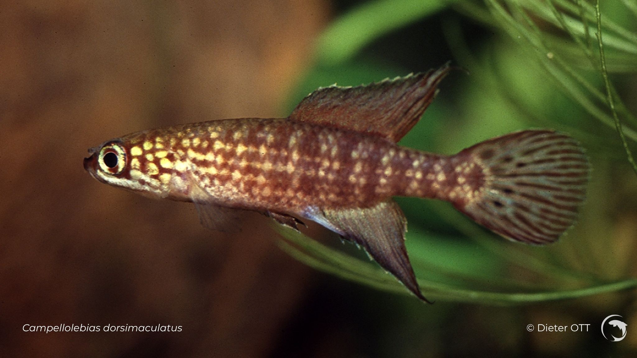 Campellolebias dorsimaculatus, killi annuel sud américain