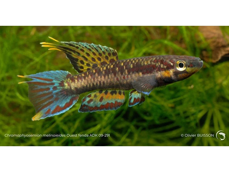 Chromaphyosemion melinoieides Ouest fenda ADK 09-291