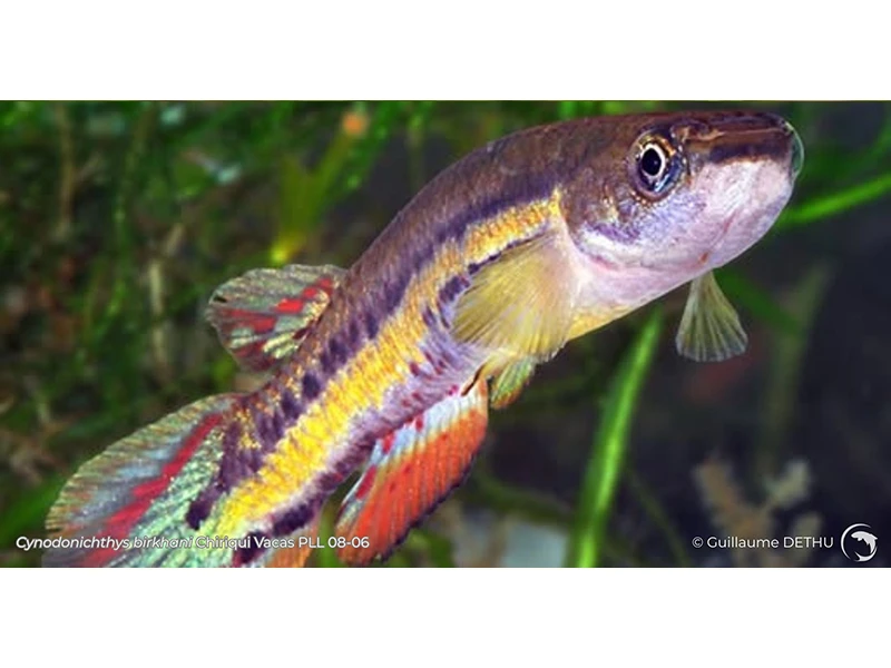 Cynodonichthys birkhani Chiriqui Vacas PLL 08-06