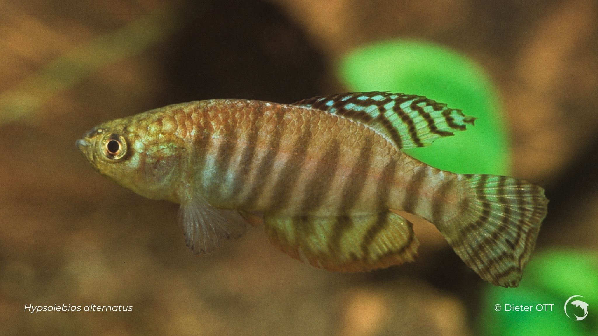 Hypsolebias alternatus - killi annuel sud américain