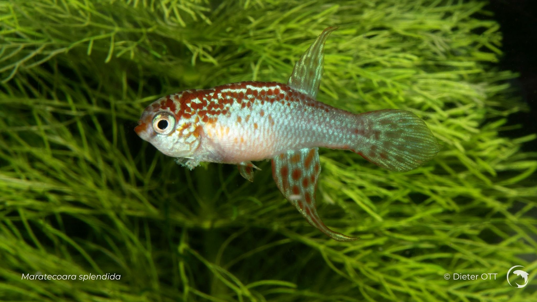 Maratecoara splendida - killi annuel sud américain