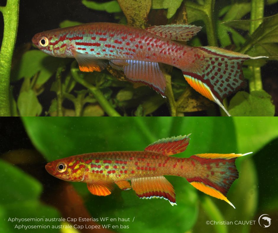 Comparaison de 2 populations d'Aphyosemion australe