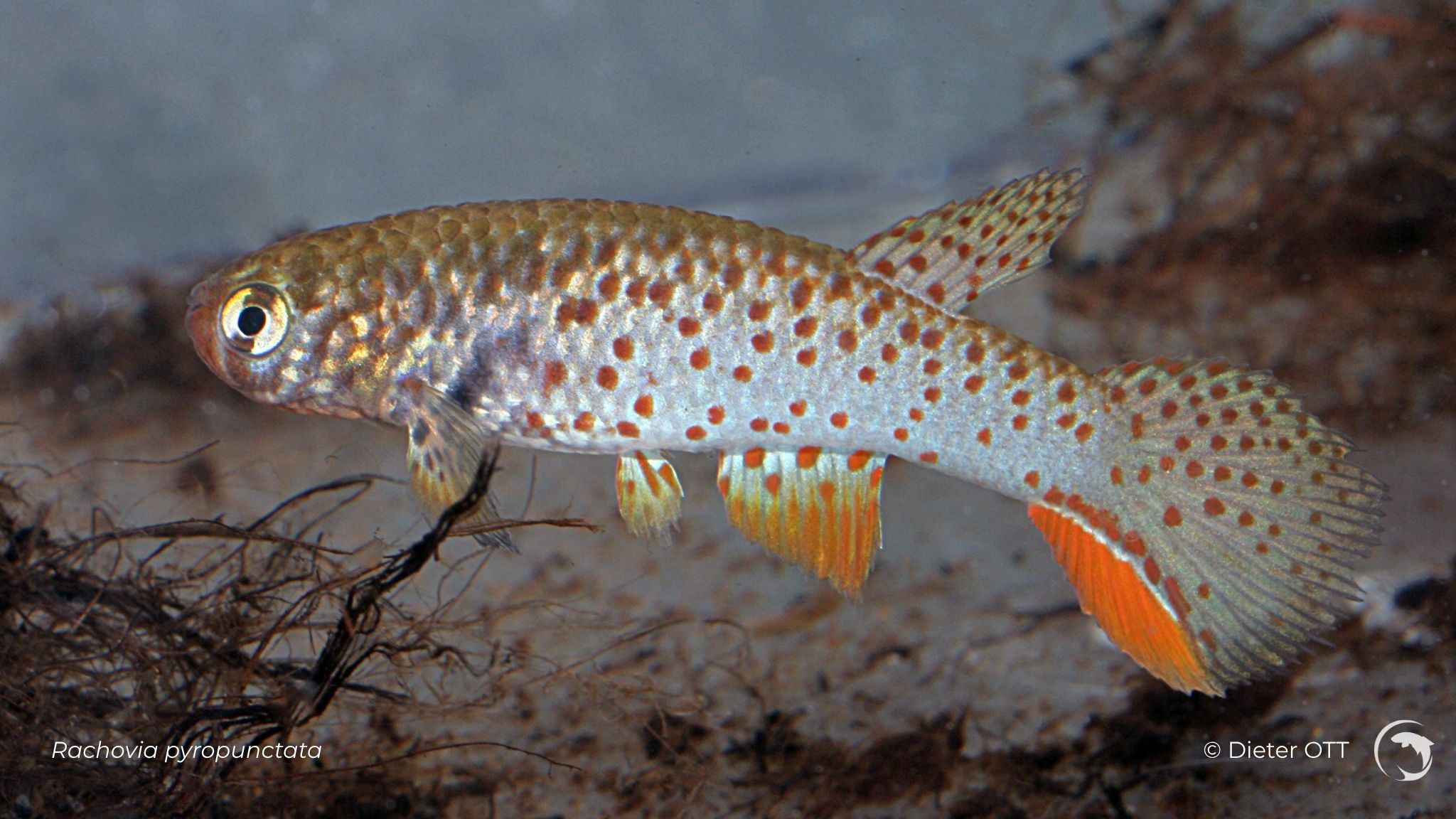 Rachovia pyropunctata - killi annuel sud américain