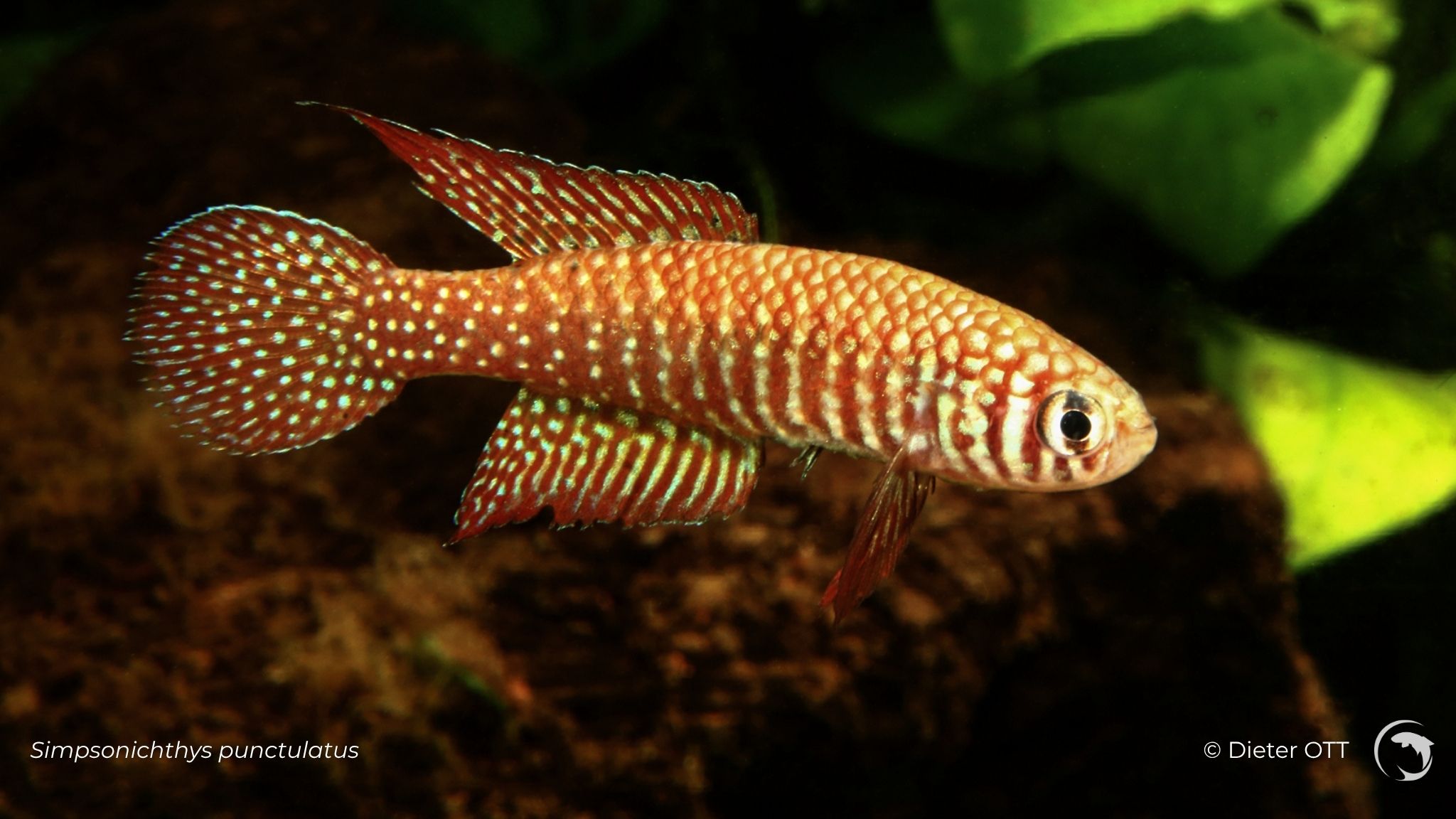 Simpsonichthys punctulatus- killi annuel sud américain