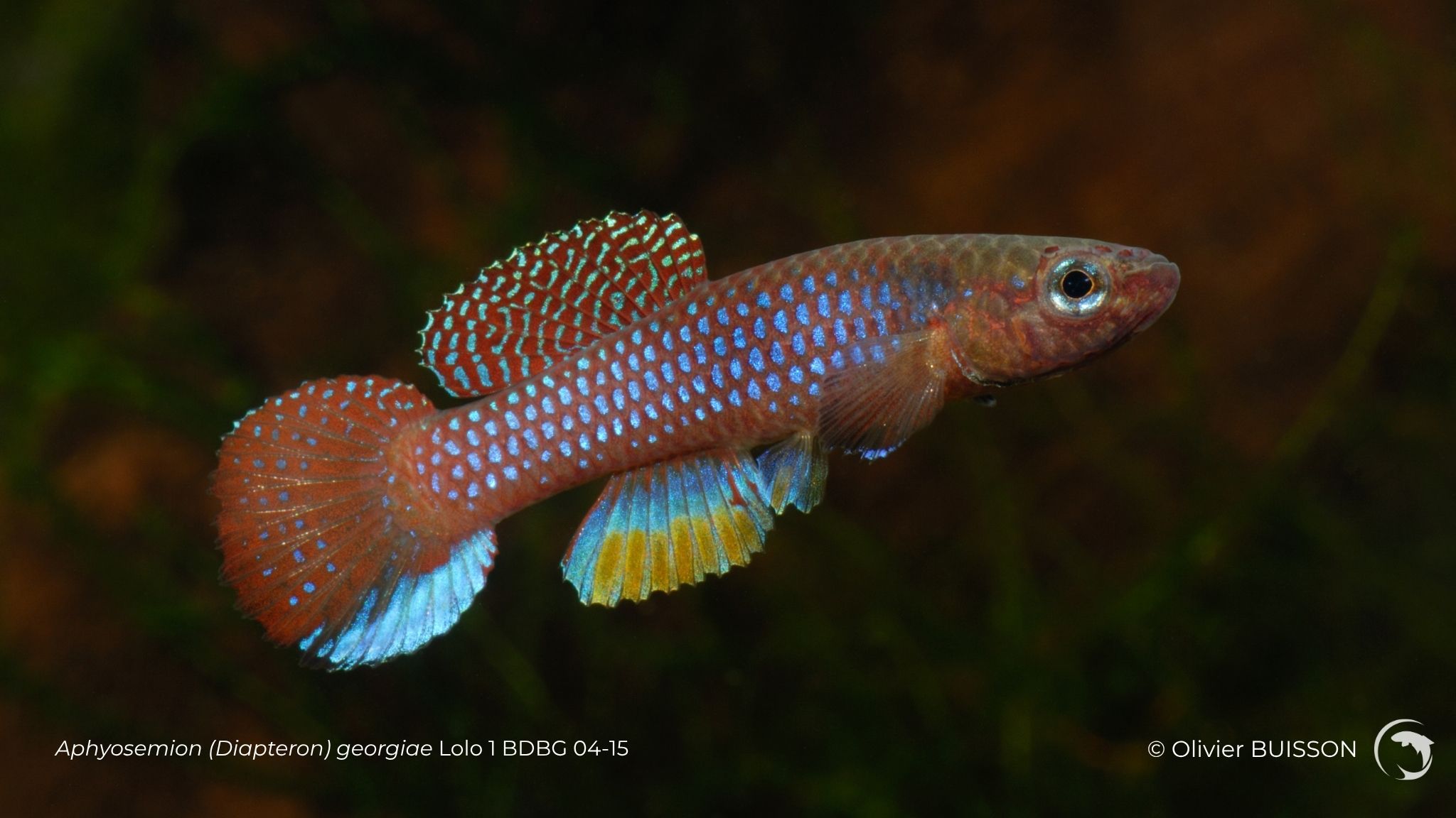 Aphyosemion (Diapteron) georgiae Lolo 1 BDBG 04-15 - Photo d'Olivier Buisson