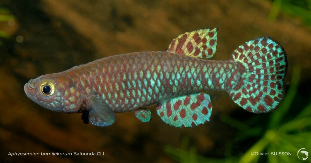 Aphyosemion bamilekorum Bafounda CLL - photo d'Olivier Buisson