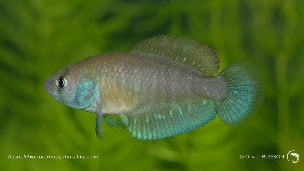 Austrolebias univentripinnis Jaguarão - photo d'Olivier Buisson