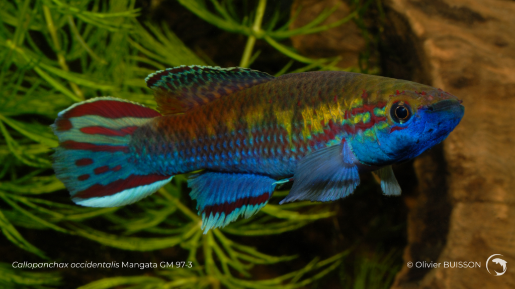 Callopanchax occidentalis Mangata GM 97-3 - Photo d'Olivier Buisson