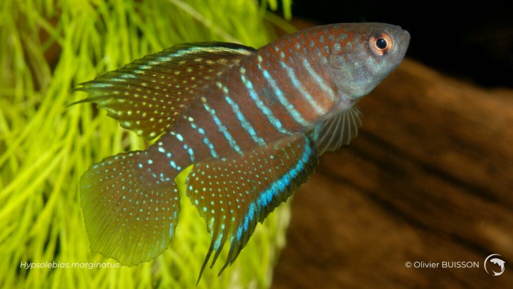 Hypsolebias marginatus - photo d'Olivier Buisson
