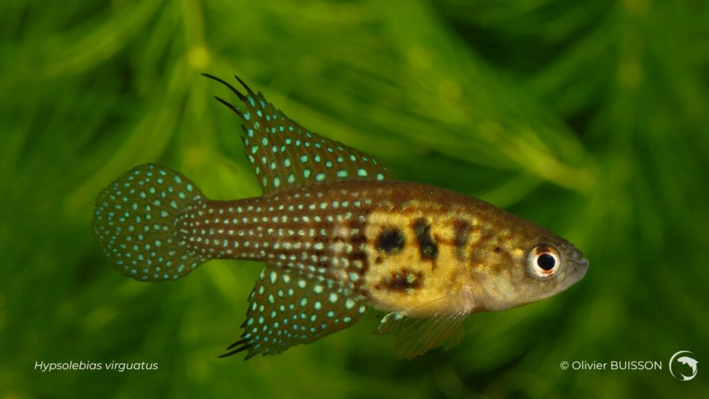 Hypsolebias virgulatus - photo d'Olivier Buisson