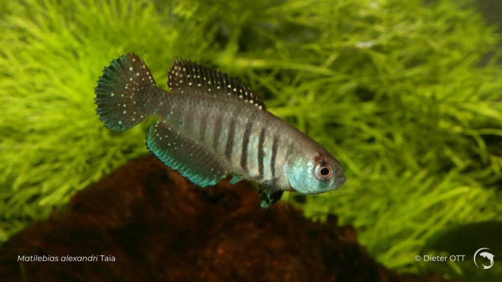Matilebias alexandri Taia - photo de Dieter OTT