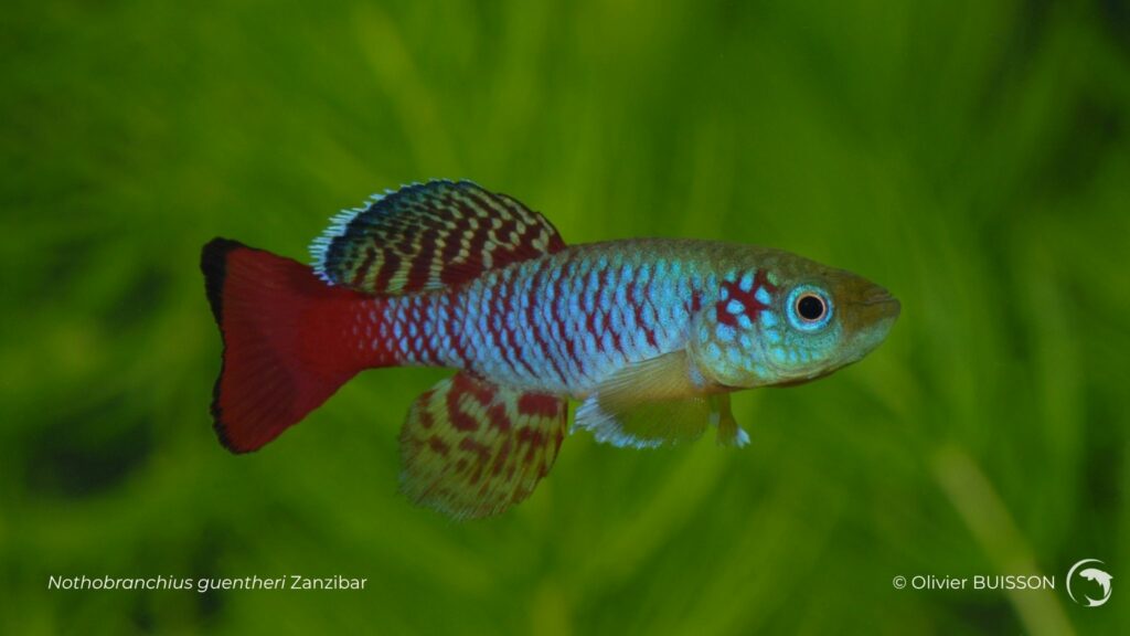 Nothobranchius guentheri Zanzibar - Photo d'Olivier Buisson
