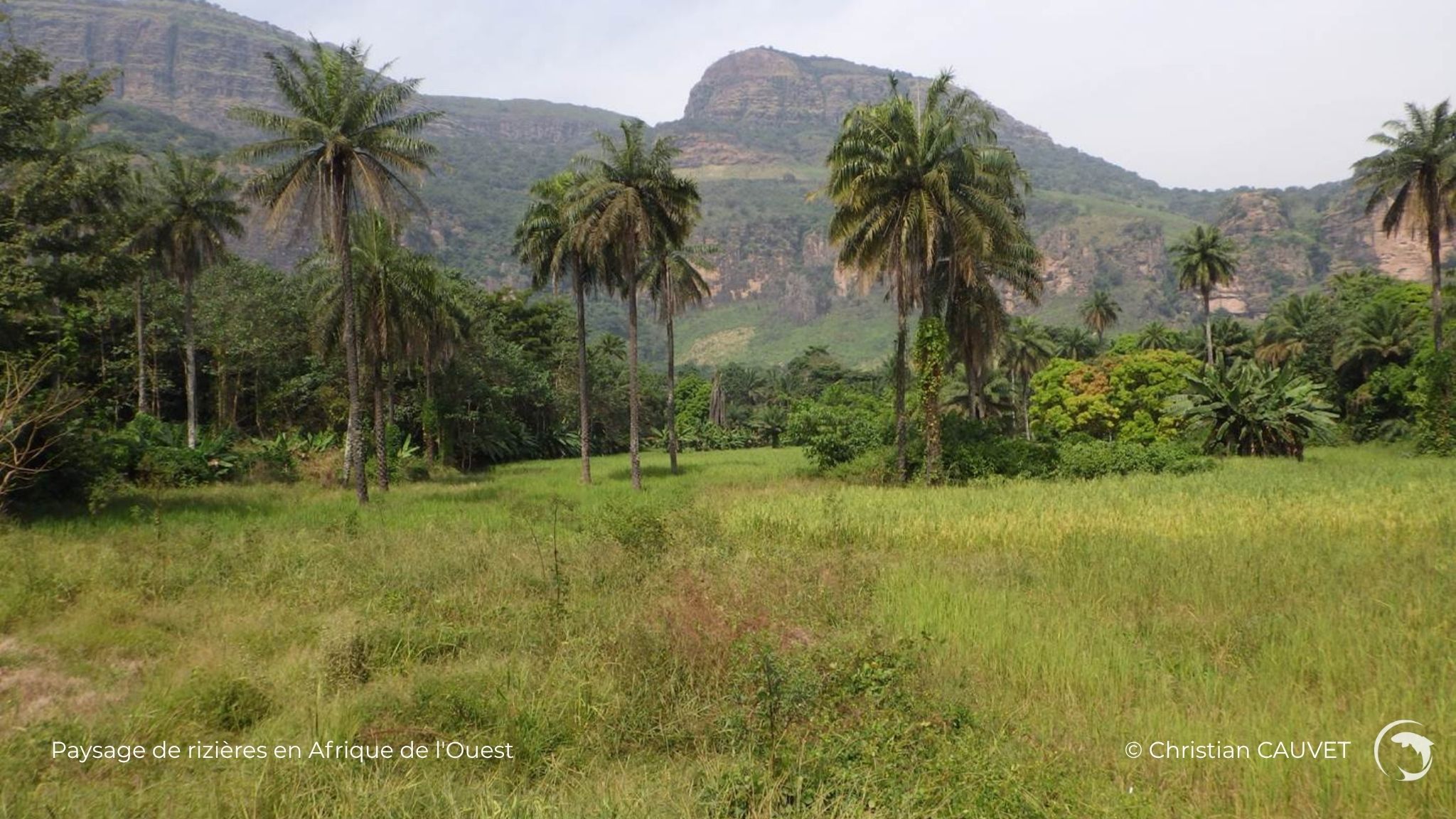 Paysage de rizières en Afrique de l'Ouest - photo de Christian Cauvet