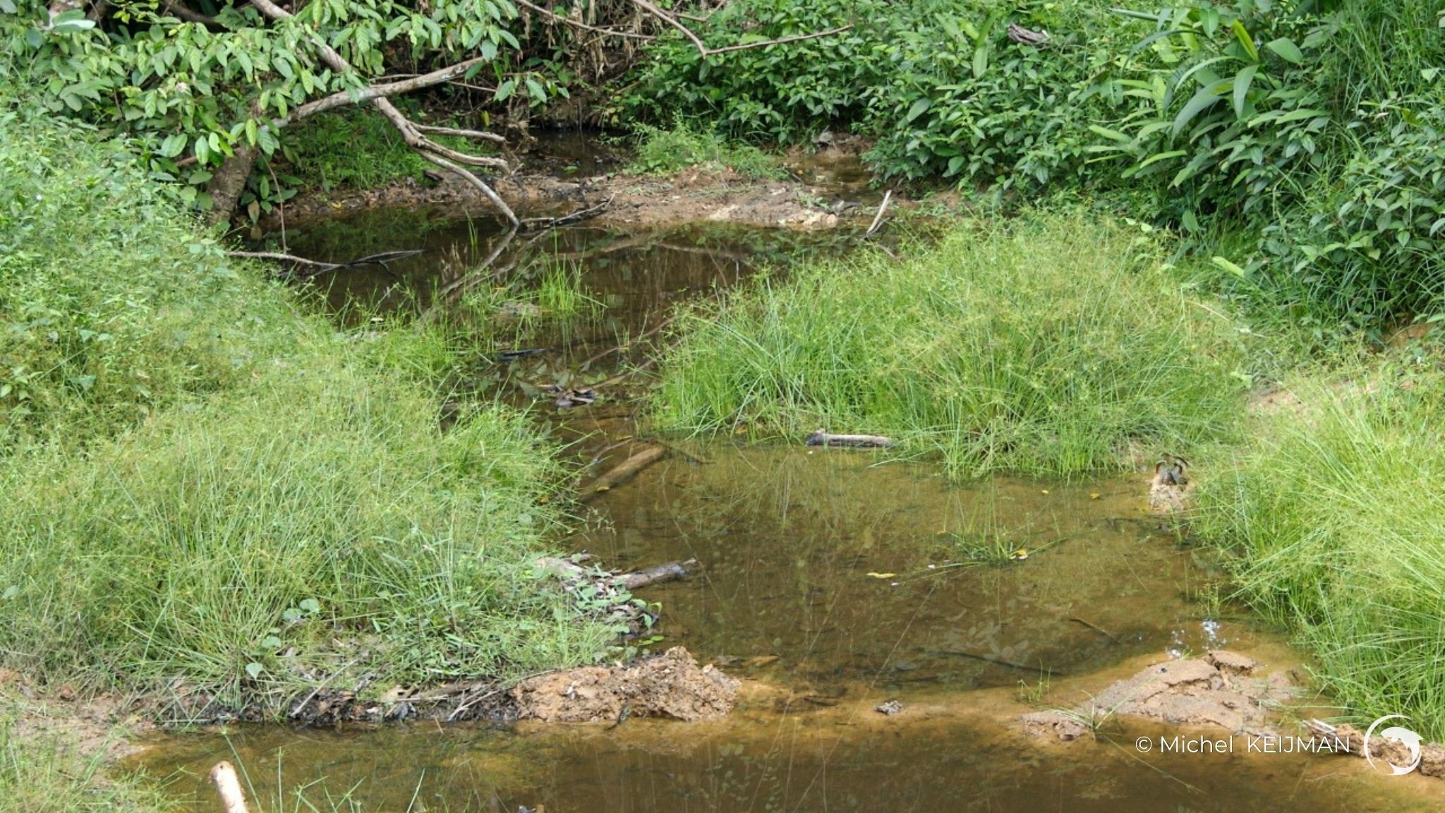Ruisseau devenant intermittent durant la saison sèche (sud Cameroun) - Photo M. Keijman
