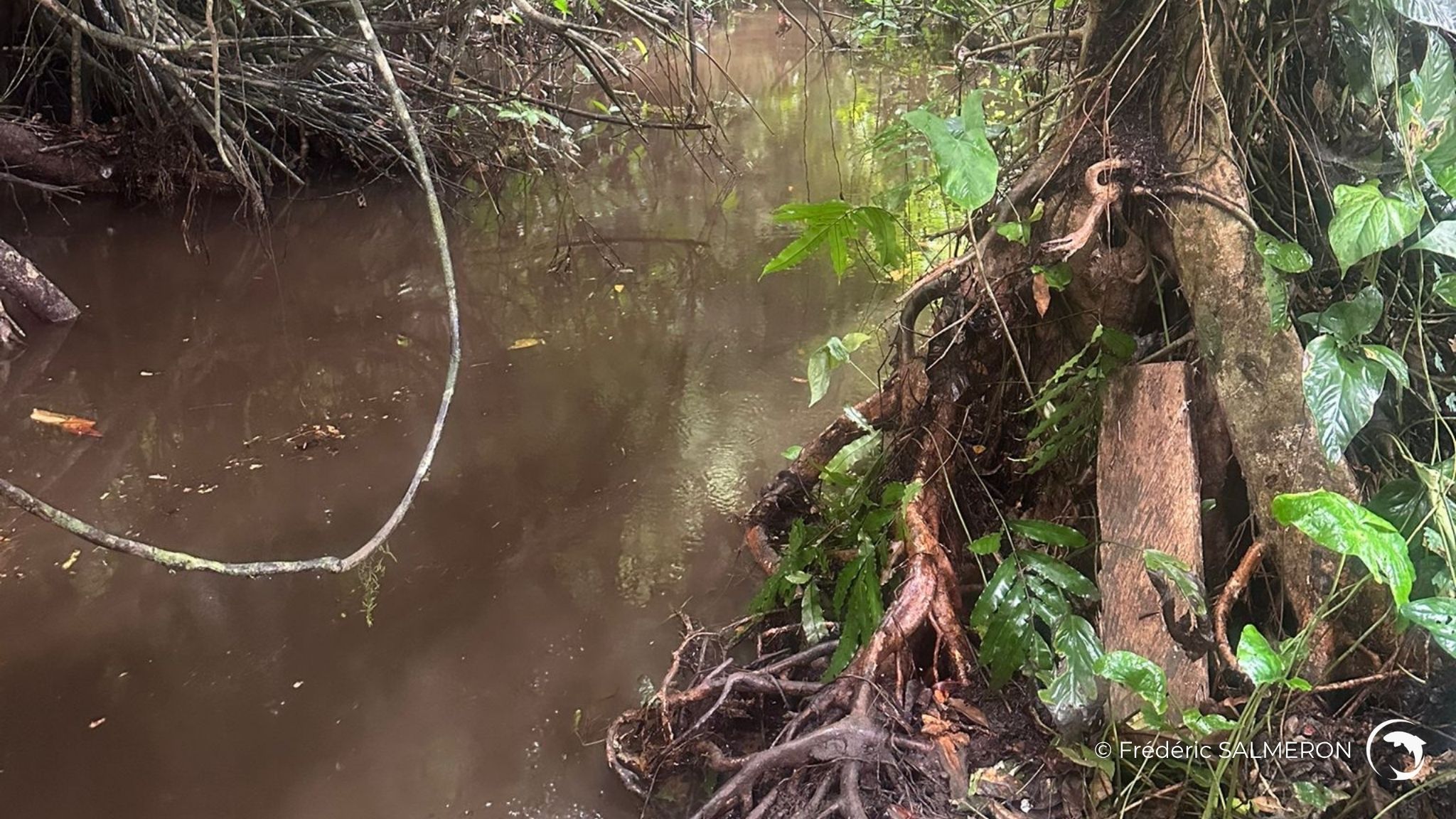 Ruisseau forestier au Cameroun occidental - Photo de Frédéric Salmeron