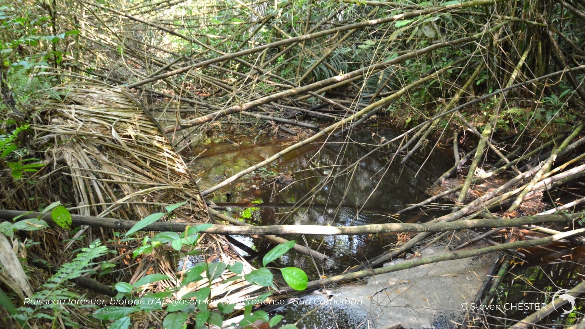Ruisseau forestier, biotope d’Aphyosemion cameronense - Sud Cameroun