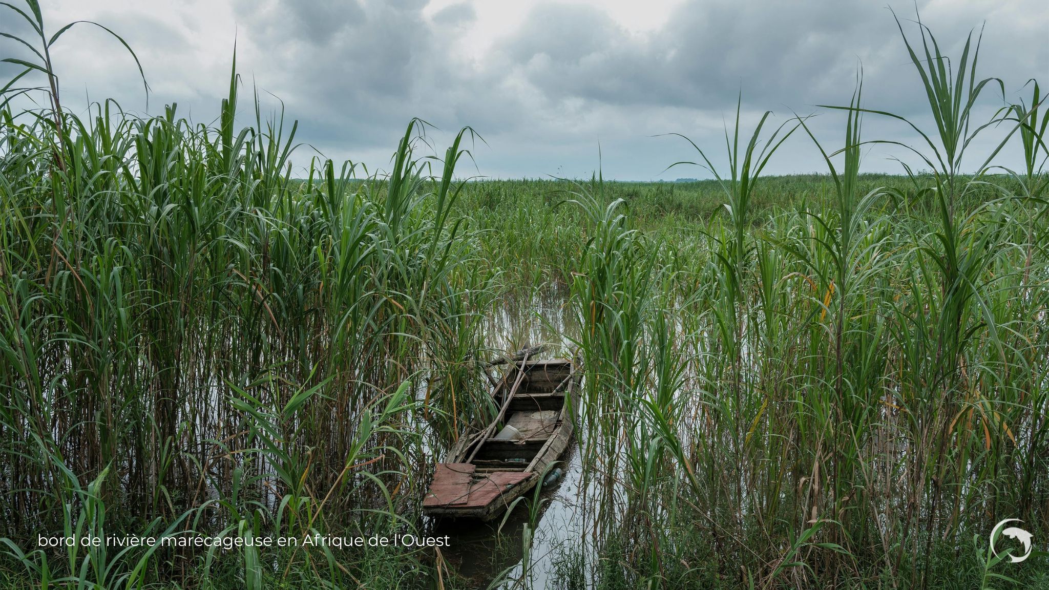 bord de rivière marécageuse en Afrique de l'Ouest