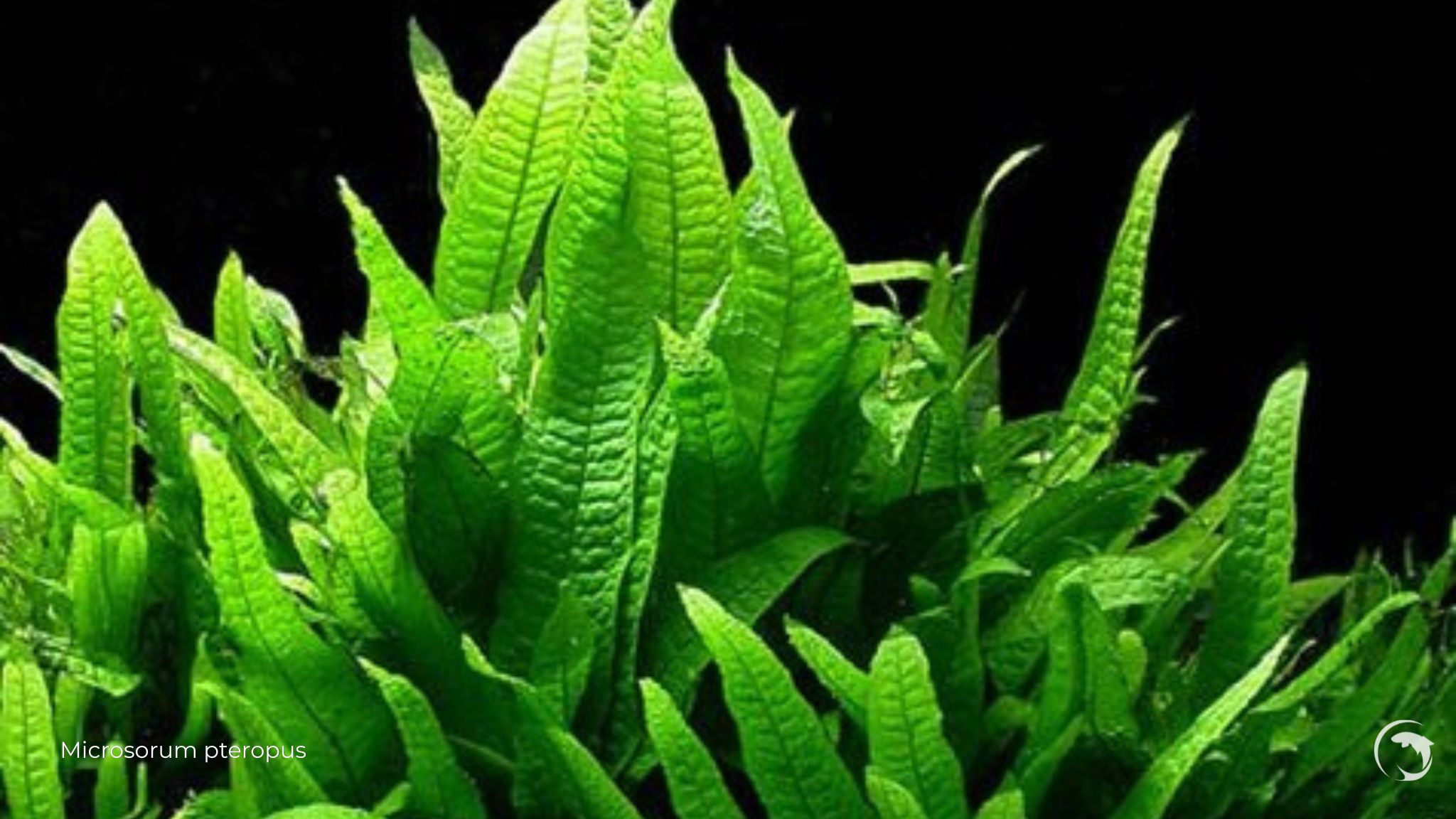 microsorum pteropus
