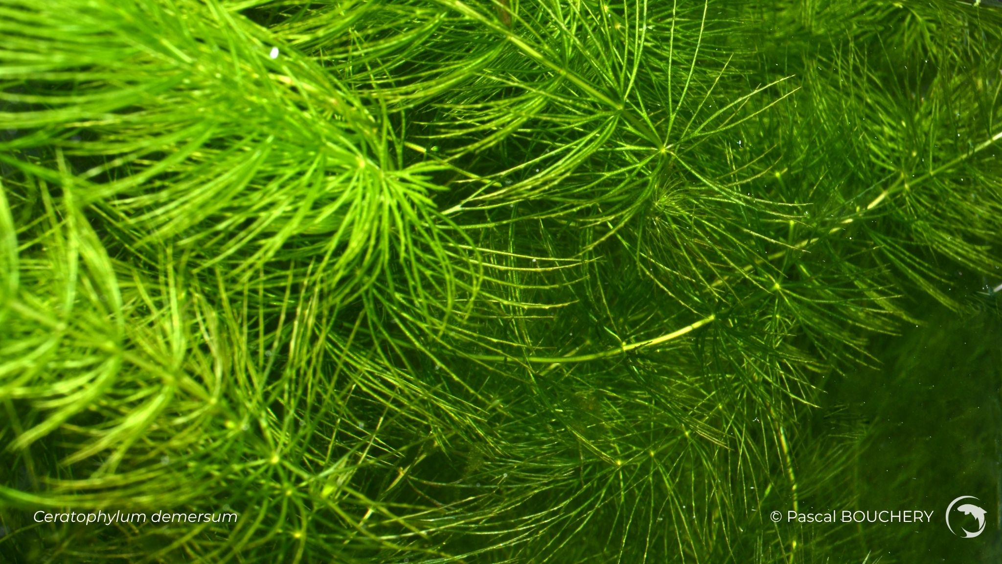 Ceratophylum demersum