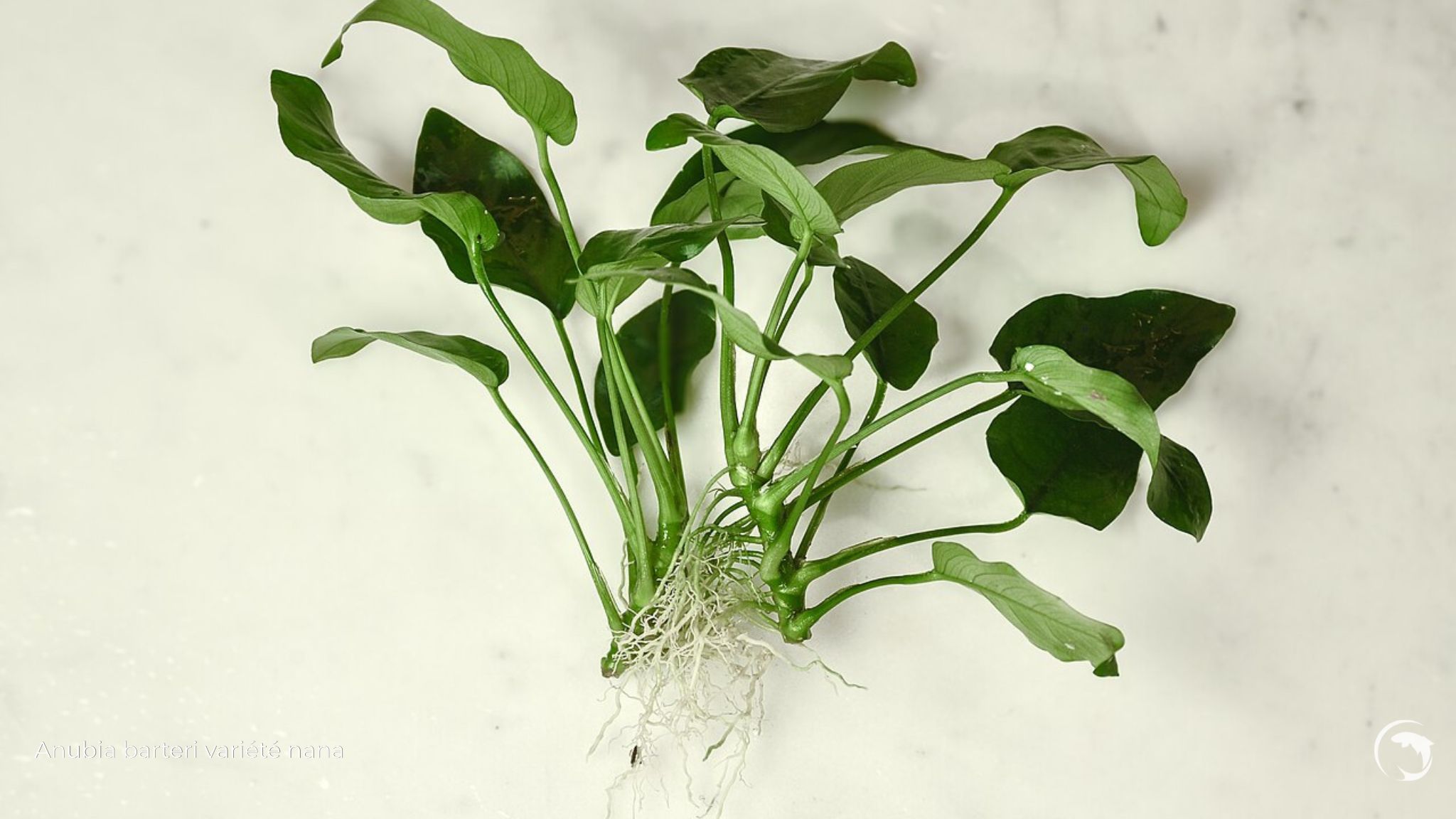 anubia barteri nana