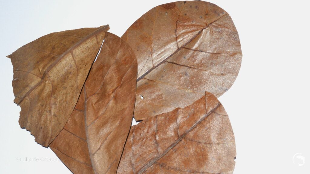 feuille de catapa