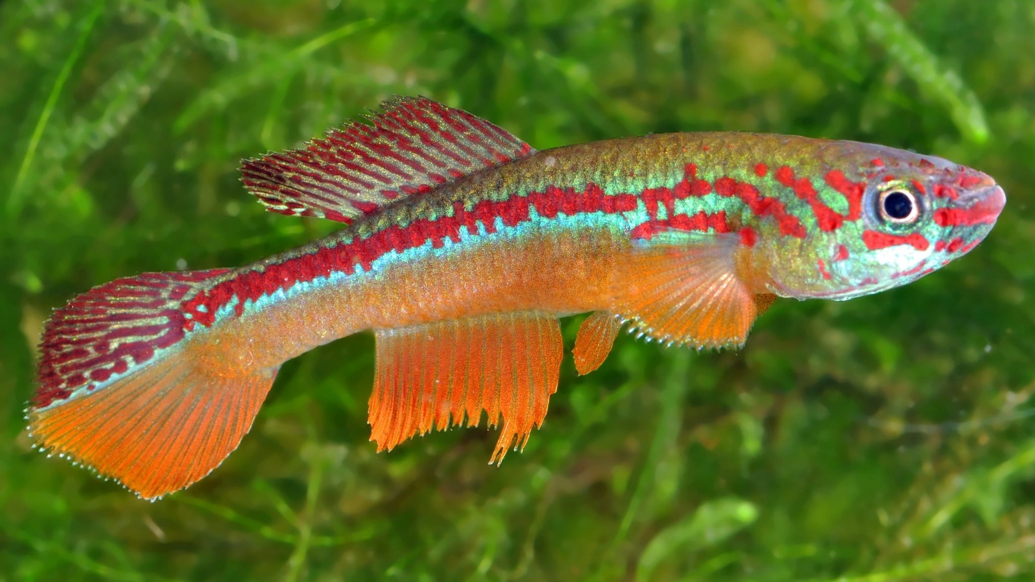 Fundulopanchax avichang Tubo GEMGV 12-2 - photo Christian Cauvet