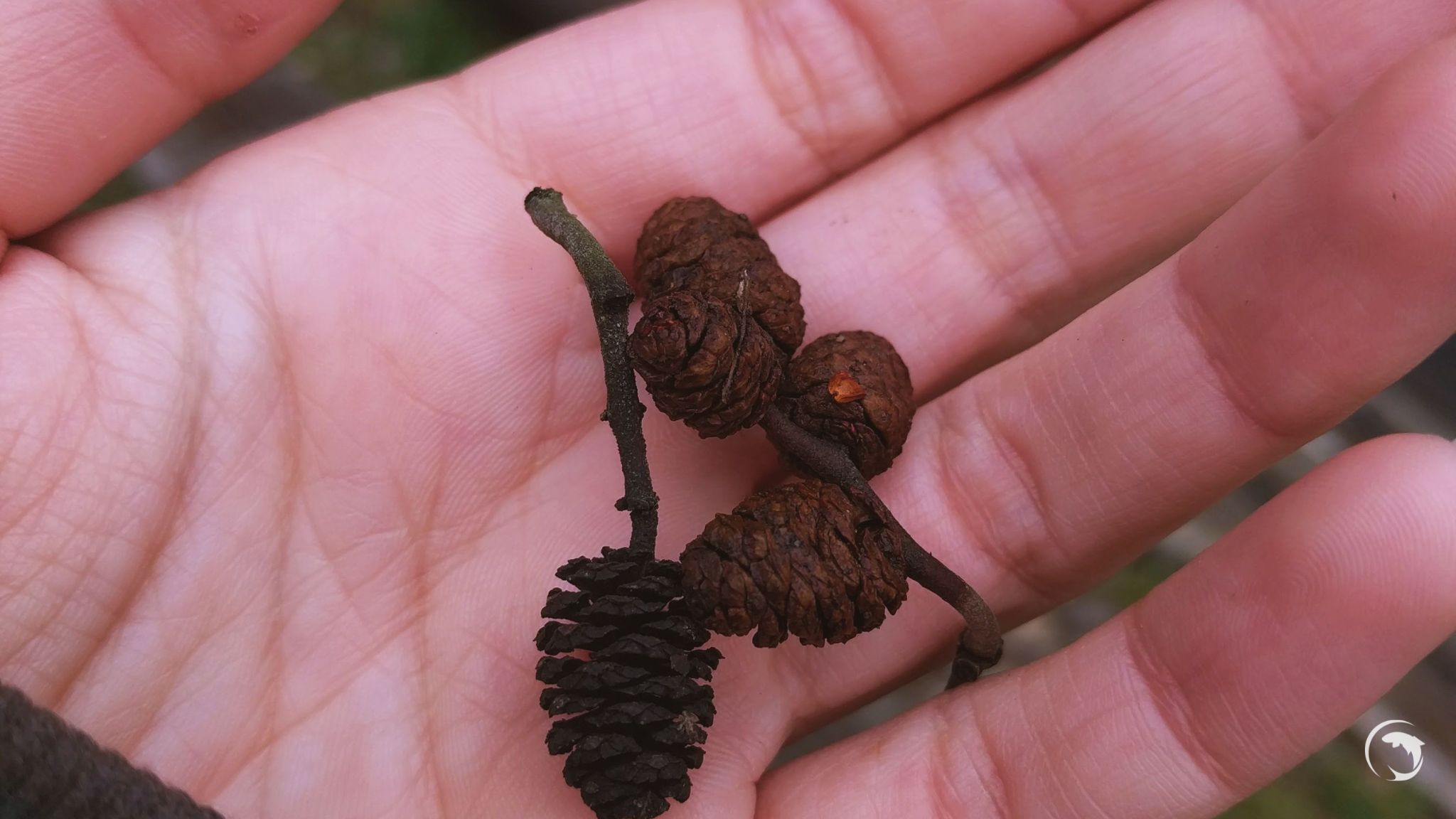 Fruits d'aulne