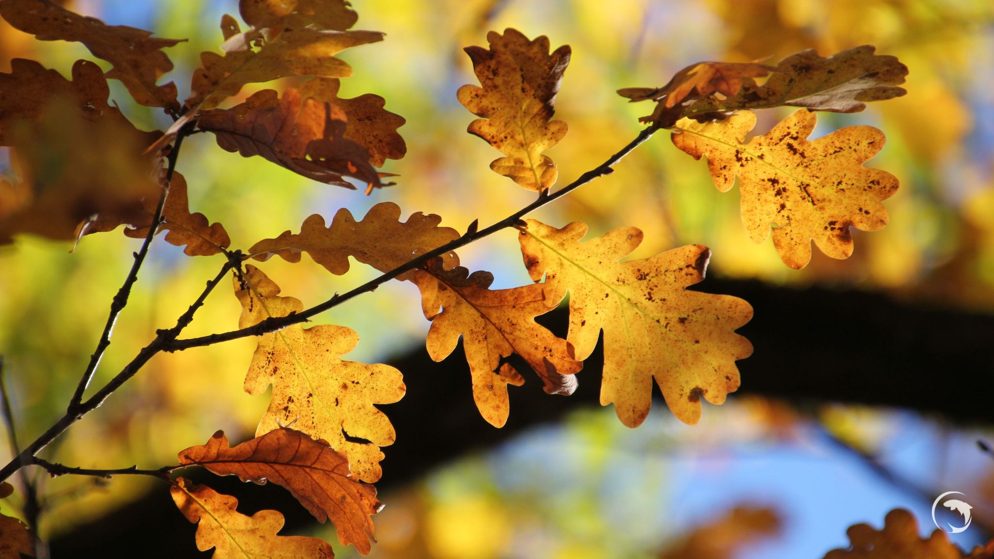 Feuilles de chêne sèches à récupérer au sol