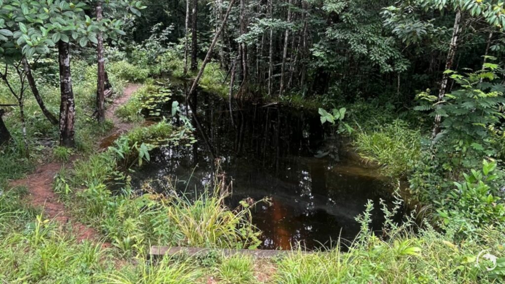 Biotope Laimosemion