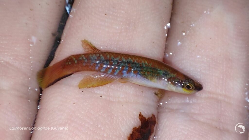 Laimosemion agilae