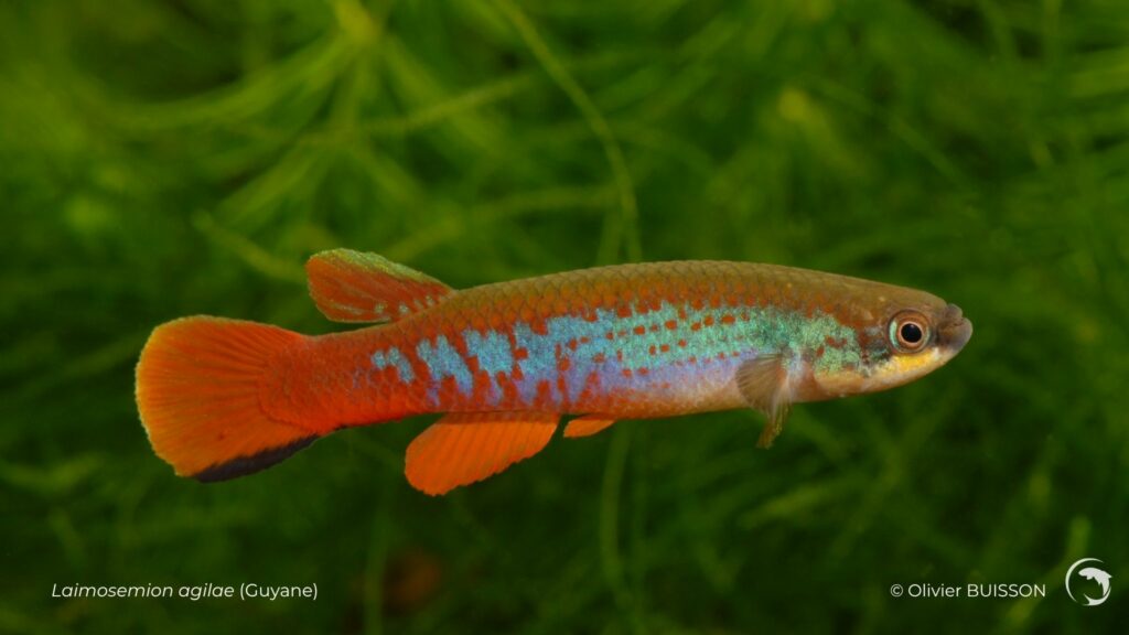 Laimosemion agilae