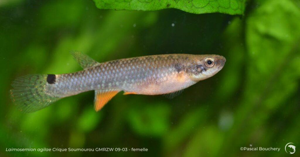 Laimosemion agilae femelle