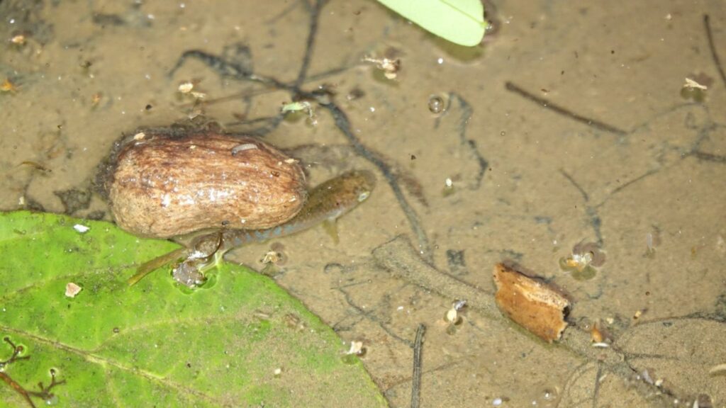 Laimosemion agilae dans son milieu naturel - photo d'Olivier Buisson