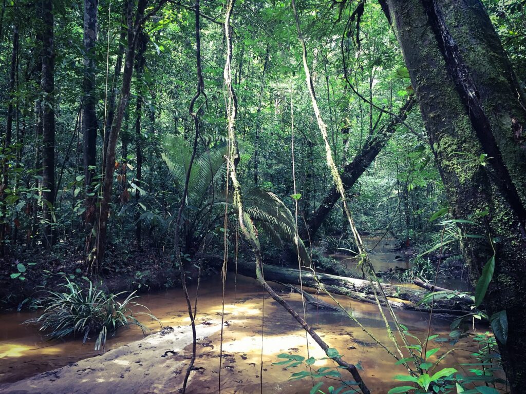 Parc amazonien de Guyane - Saul