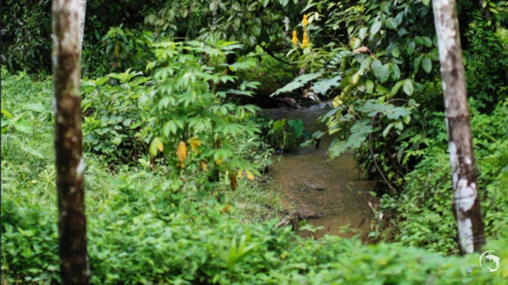 Ruisseau forestier hébergeant L. agilae en Guyane