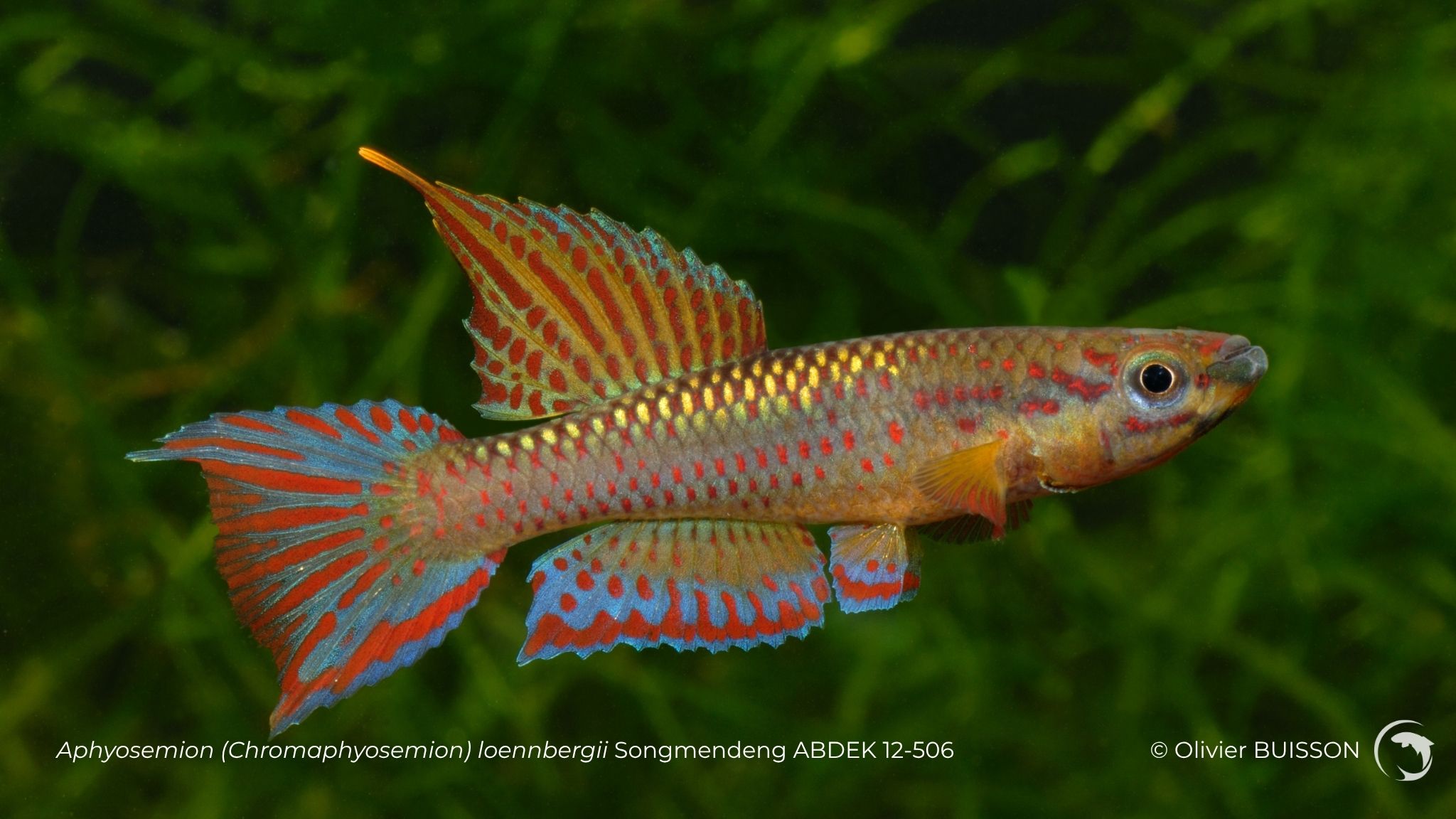 Aphyosemion (Chromaphyosemion) Songmendeng ABDEK 12-506 - photo Olivier Buisson