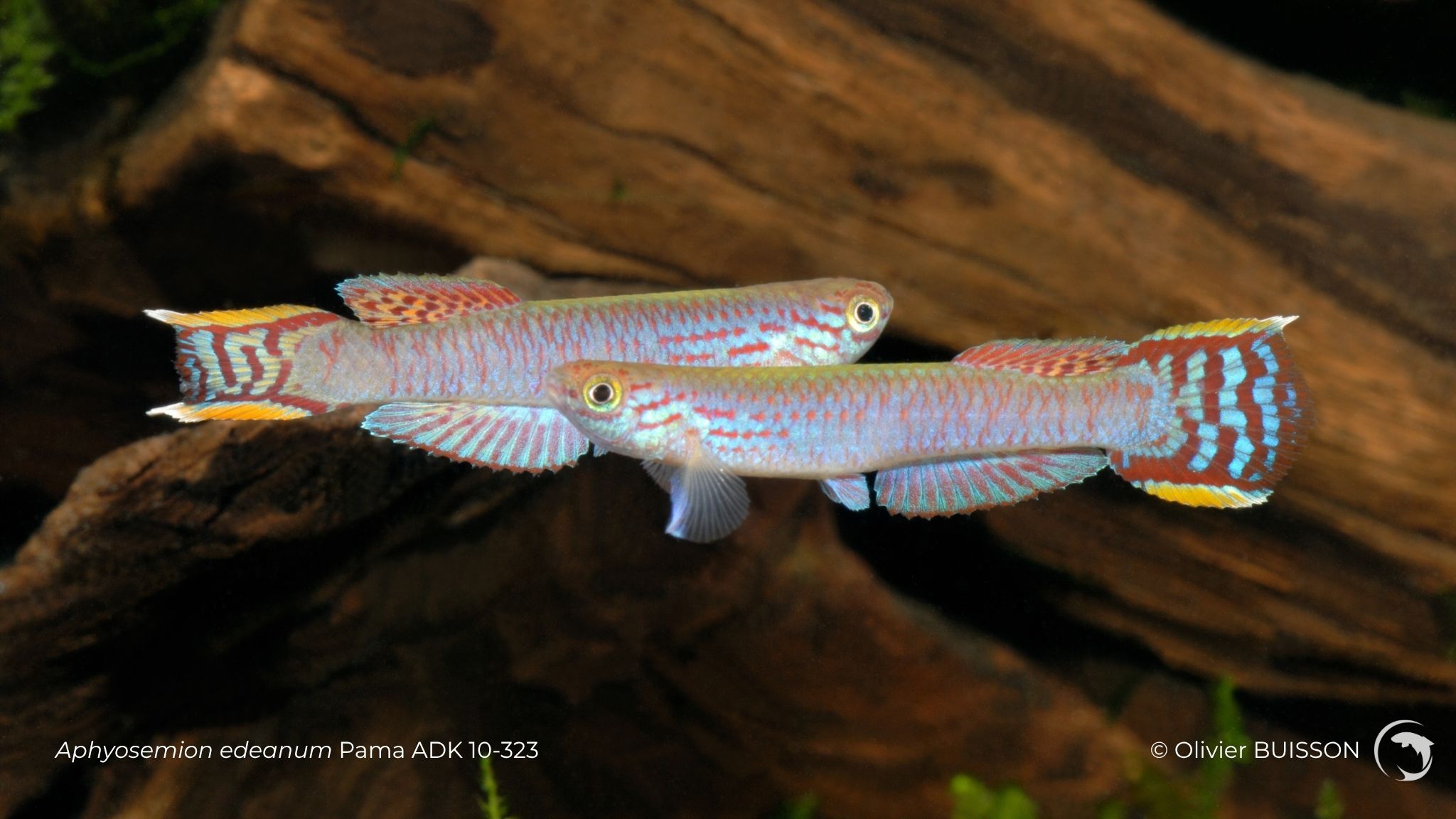 Aphyosemion edeanum Pama ADK 10-323 - Photo Olivier Buisson