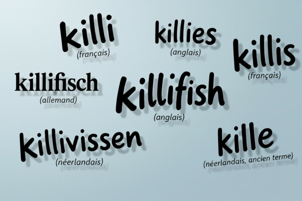 killi ou killie