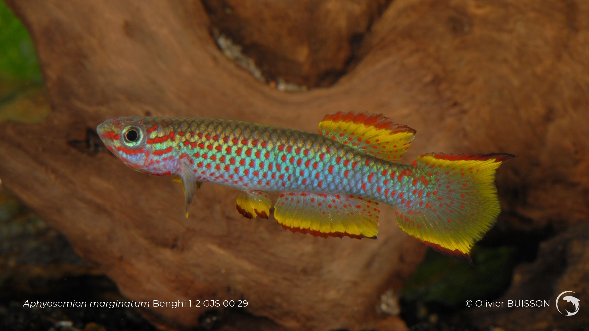 Aphyosemion marginatum Benghi 1-2 GJS 00 29 photo d'Olivier Buisson
