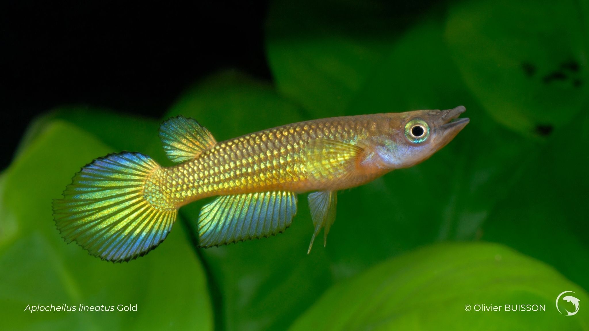 Aplocheilus lineatus Gold photo d'Olivier Buisson