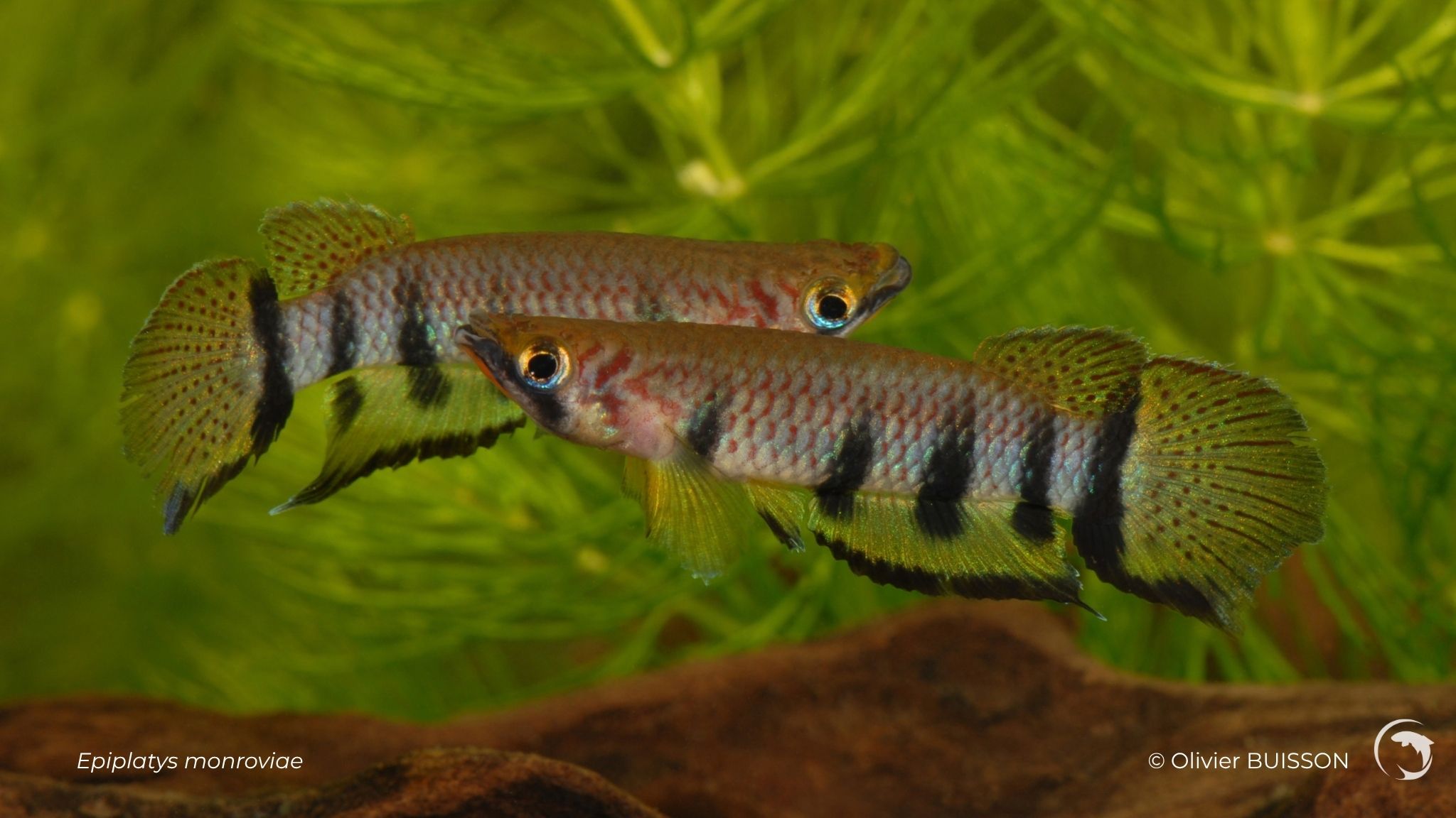 Epiplatys monroviae photo d'Olivier Buisson